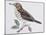 Mistle Thrush (Turdus Viscivorus), Turdidae-null-Mounted Giclee Print