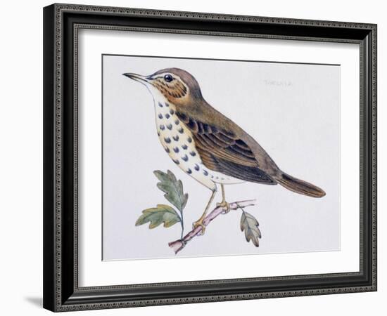 Mistle Thrush (Turdus Viscivorus), Turdidae-null-Framed Giclee Print