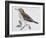 Mistle Thrush (Turdus Viscivorus), Turdidae-null-Framed Giclee Print