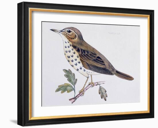 Mistle Thrush (Turdus Viscivorus), Turdidae-null-Framed Giclee Print