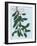 Mistletoe, 2014-Isobel Barber-Framed Giclee Print