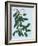 Mistletoe, 2014-Isobel Barber-Framed Giclee Print