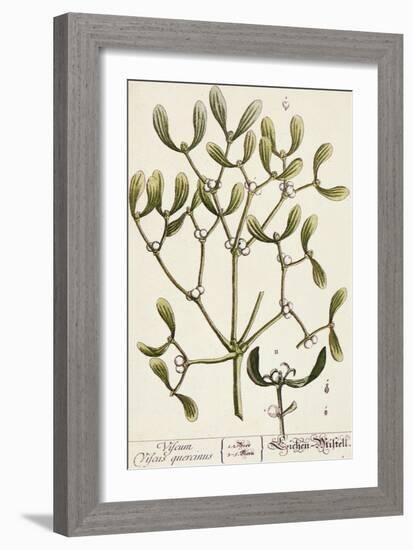 Mistletoe from A Curious Herbal, 1782-Elizabeth Blackwell-Framed Giclee Print