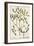 Mistletoe from A Curious Herbal, 1782-Elizabeth Blackwell-Framed Giclee Print