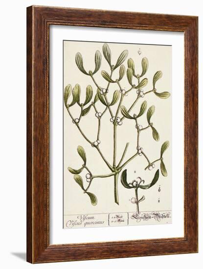 Mistletoe from A Curious Herbal, 1782-Elizabeth Blackwell-Framed Giclee Print