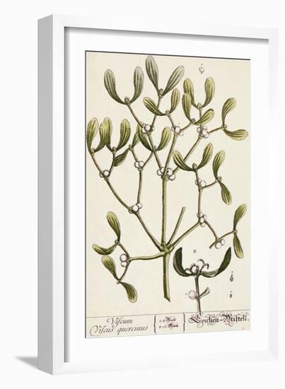 Mistletoe from A Curious Herbal, 1782-Elizabeth Blackwell-Framed Giclee Print