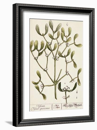 Mistletoe from A Curious Herbal, 1782-Elizabeth Blackwell-Framed Giclee Print