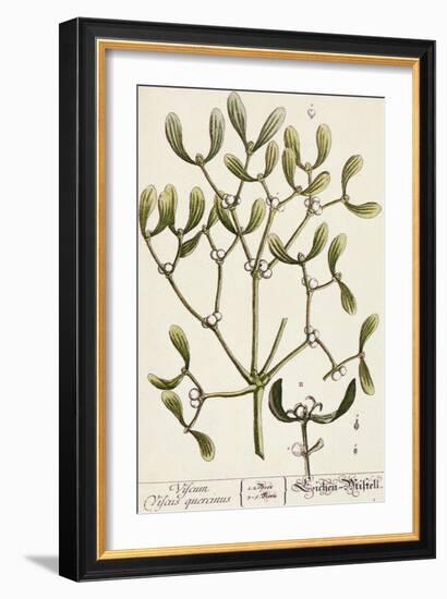 Mistletoe from A Curious Herbal, 1782-Elizabeth Blackwell-Framed Giclee Print