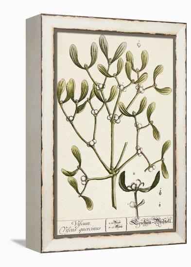 Mistletoe from A Curious Herbal, 1782-Elizabeth Blackwell-Framed Premier Image Canvas