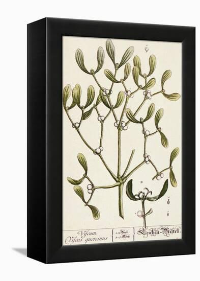 Mistletoe from A Curious Herbal, 1782-Elizabeth Blackwell-Framed Premier Image Canvas