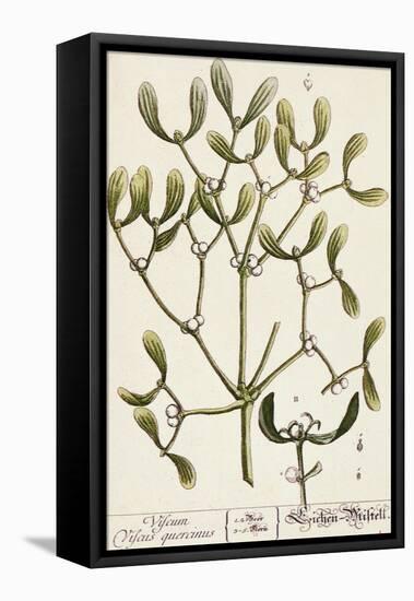 Mistletoe from A Curious Herbal, 1782-Elizabeth Blackwell-Framed Premier Image Canvas