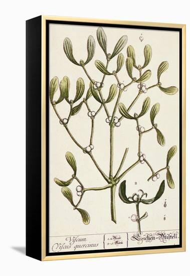 Mistletoe from A Curious Herbal, 1782-Elizabeth Blackwell-Framed Premier Image Canvas