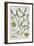 Mistletoe, from 'A Curious Herbal', Published in Nuremburg in 1757-Elizabeth Blackwell-Framed Giclee Print