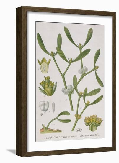 Mistletoe, from 'A Curious Herbal', Published in Nuremburg in 1757-Elizabeth Blackwell-Framed Giclee Print