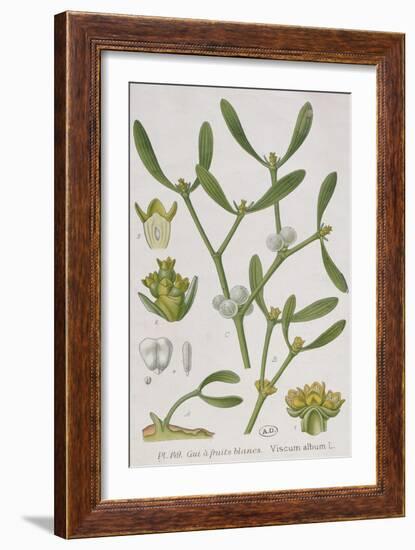 Mistletoe, from 'A Curious Herbal', Published in Nuremburg in 1757-Elizabeth Blackwell-Framed Giclee Print