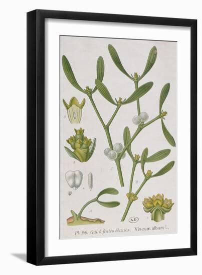 Mistletoe, from 'A Curious Herbal', Published in Nuremburg in 1757-Elizabeth Blackwell-Framed Giclee Print