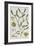 Mistletoe, from 'A Curious Herbal', Published in Nuremburg in 1757-Elizabeth Blackwell-Framed Giclee Print