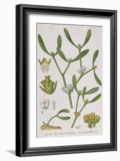 Mistletoe, from 'A Curious Herbal', Published in Nuremburg in 1757-Elizabeth Blackwell-Framed Giclee Print