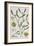 Mistletoe, from 'A Curious Herbal', Published in Nuremburg in 1757-Elizabeth Blackwell-Framed Giclee Print