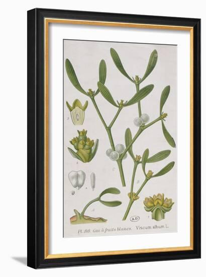 Mistletoe, from 'A Curious Herbal', Published in Nuremburg in 1757-Elizabeth Blackwell-Framed Giclee Print