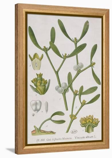 Mistletoe, from 'A Curious Herbal', Published in Nuremburg in 1757-Elizabeth Blackwell-Framed Premier Image Canvas