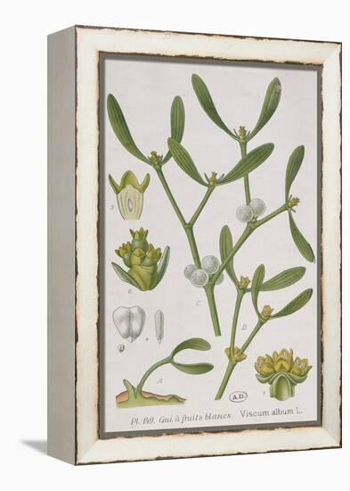 Mistletoe, from 'A Curious Herbal', Published in Nuremburg in 1757-Elizabeth Blackwell-Framed Premier Image Canvas