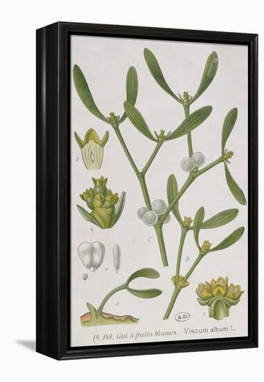 Mistletoe, from 'A Curious Herbal', Published in Nuremburg in 1757-Elizabeth Blackwell-Framed Premier Image Canvas