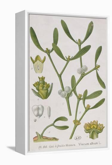 Mistletoe, from 'A Curious Herbal', Published in Nuremburg in 1757-Elizabeth Blackwell-Framed Premier Image Canvas