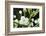 Mistletoe (Viscum album) close-up of berries, England, December-Laurie Campbell-Framed Photographic Print