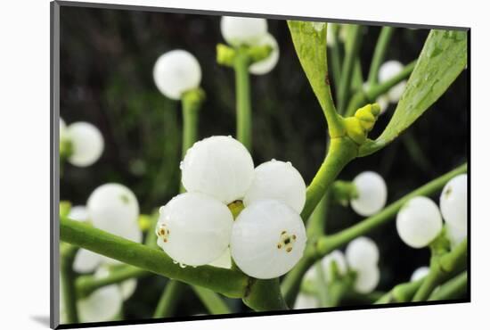 Mistletoe (Viscum album) close-up of berries, England, December-Laurie Campbell-Mounted Photographic Print