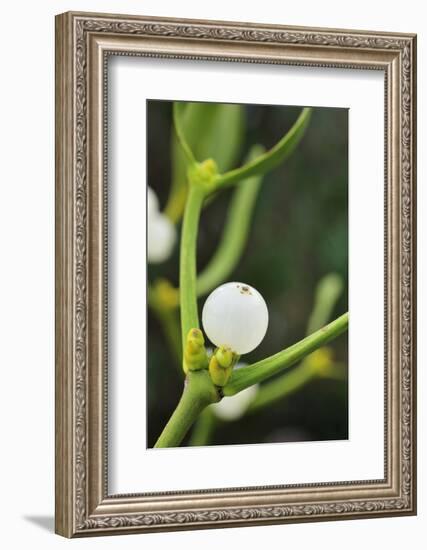 Mistletoe (Viscum album) close-up of berries, England, December-Laurie Campbell-Framed Photographic Print