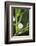 Mistletoe (Viscum album) close-up of berries, England, December-Laurie Campbell-Framed Photographic Print