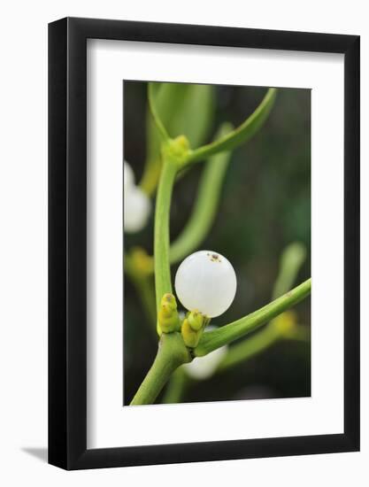 Mistletoe (Viscum album) close-up of berries, England, December-Laurie Campbell-Framed Photographic Print
