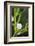 Mistletoe (Viscum album) close-up of berries, England, December-Laurie Campbell-Framed Photographic Print