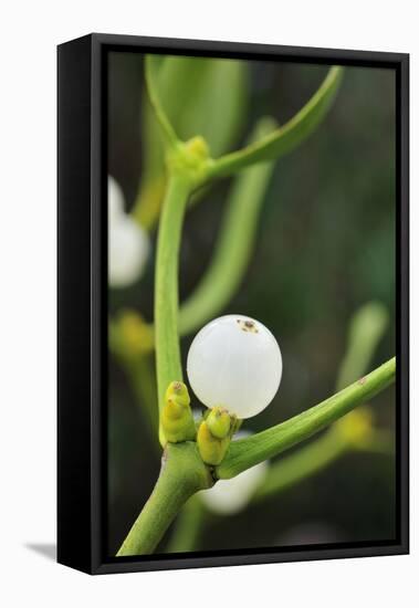 Mistletoe (Viscum album) close-up of berries, England, December-Laurie Campbell-Framed Premier Image Canvas