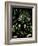 Mistletoe-null-Framed Giclee Print