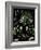 Mistletoe-null-Framed Giclee Print