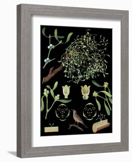Mistletoe-null-Framed Giclee Print