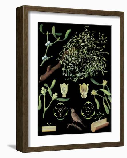 Mistletoe-null-Framed Giclee Print