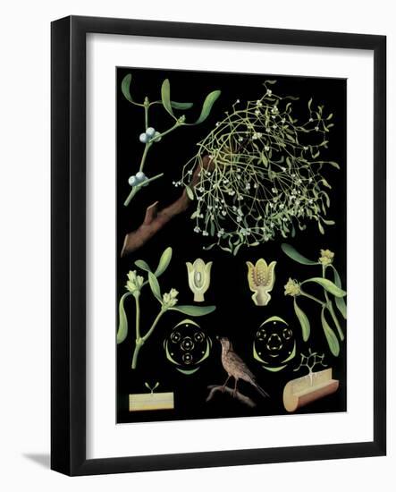 Mistletoe-null-Framed Giclee Print