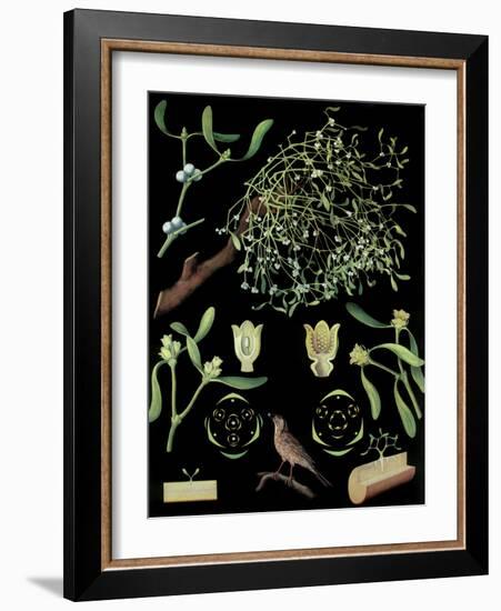 Mistletoe-null-Framed Giclee Print