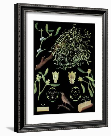 Mistletoe-null-Framed Giclee Print