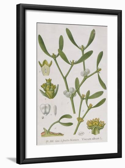 Mistletoe-null-Framed Giclee Print