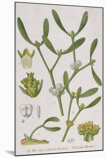 Mistletoe-null-Mounted Giclee Print