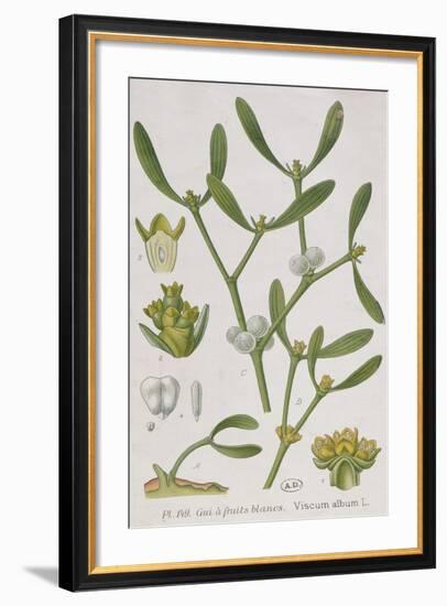 Mistletoe-null-Framed Giclee Print