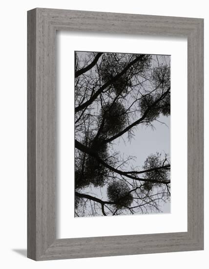 Mistletoes with branches and twigs in the back light as a silhouette on grey background-Axel Killian-Framed Photographic Print