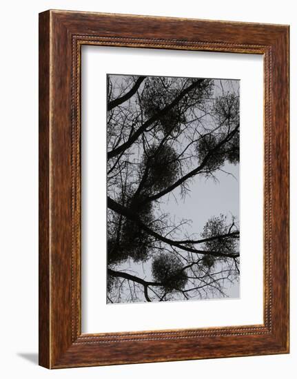 Mistletoes with branches and twigs in the back light as a silhouette on grey background-Axel Killian-Framed Photographic Print