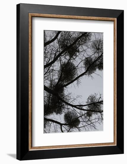 Mistletoes with branches and twigs in the back light as a silhouette on grey background-Axel Killian-Framed Photographic Print