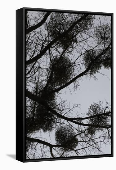 Mistletoes with branches and twigs in the back light as a silhouette on grey background-Axel Killian-Framed Premier Image Canvas