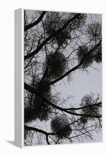 Mistletoes with branches and twigs in the back light as a silhouette on grey background-Axel Killian-Framed Premier Image Canvas